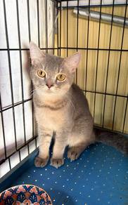 kucing
