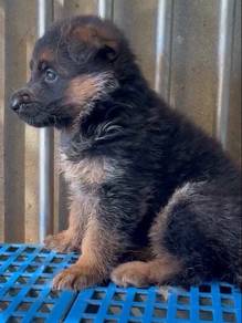 MKA German Shepherd