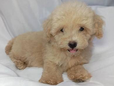 Maltipoo 