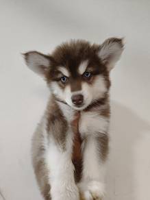 husky 2