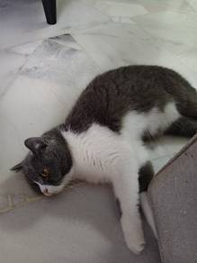 bsh bicolor for rehome with fee