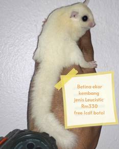 sugar glider baby