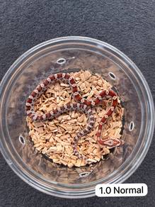 Corn Snake Offer