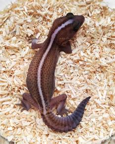 Gecko