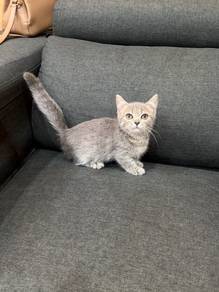BSH Munchkin kitten