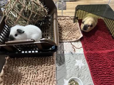 Pair of Californian Guinea Pig