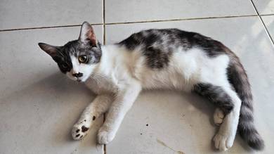 kucin free urgent