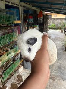 Guinea Pig / Tikus Belanda