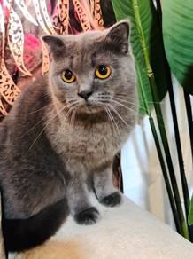 kucing