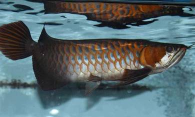 Arowana super red 13 inch -wholesale price