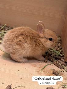 Netherland Dwarf Untuk Dijual !!