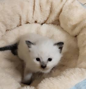kitten Siam male 