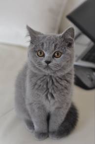 Bsh Kitten