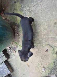 Kampung Puppy for rehome