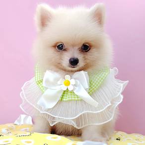 Pomeranian