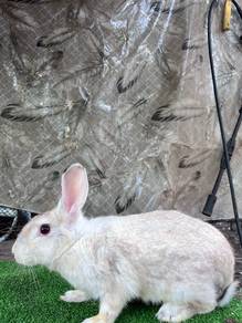 Arnab Rabbit Induk Betina