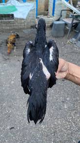 Ayam betina