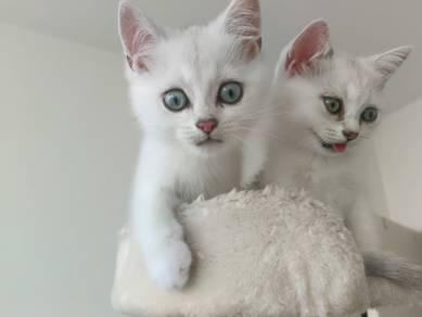 Scottish Straight kittens 3 months old for sale