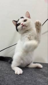 British Shorthair Blue-White