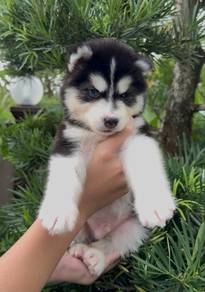 husky