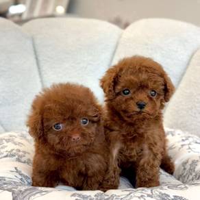 BVV7066 brown haired Tiny size Poodle puppy