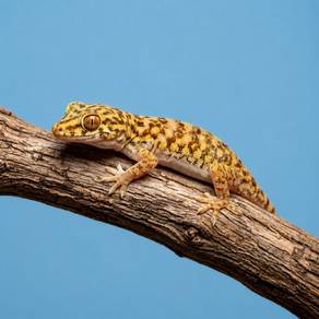 Patrii Gecko