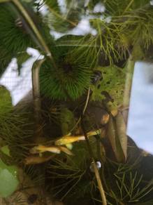24k Gold Yellow Guppy Fish 