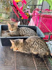 kucing bengal mix bsh