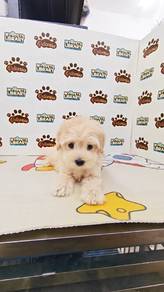 Maltipoo cream color Pet Shop can visit 