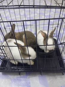 Arnab untuk dijual