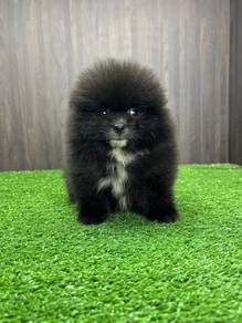 QWW0129 Black Pomeranian cute puppies dogs