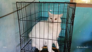 kucing parsi jantan 