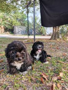 2 puppies for sale ( 2month 1 week old)
