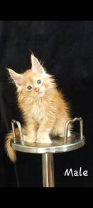NB Maine Coon