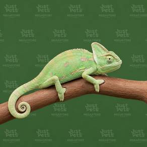 Chameleon Veiled
