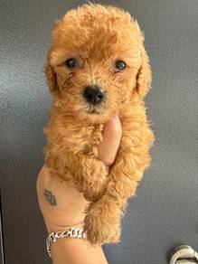Toy Poodle