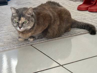 Kind cat