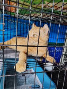 American curl
