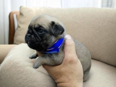 Pug 