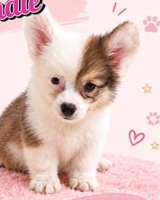 Corgi Female
