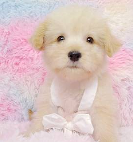 Maltipoo