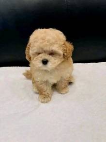maltipoo puppies available 
