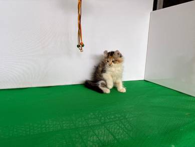 american curl