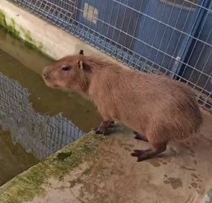 Looking for Male Capybara for Mating
