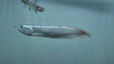 silver arowana 9 inc