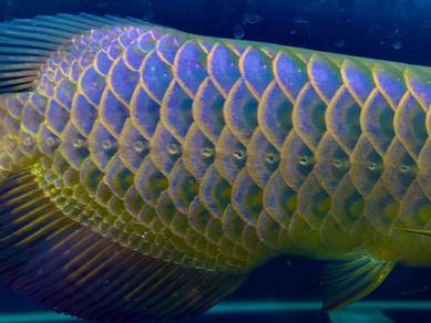 Powerblue Blue arowana