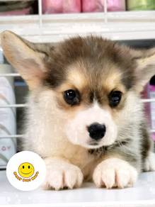 W14468 Welsh Corgi tri color wonderful pet