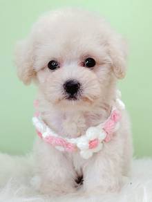 Poodle