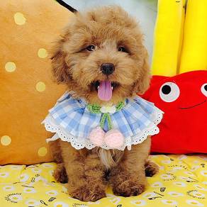 Poodle