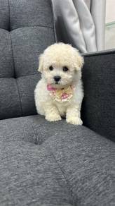 比熊犬女
Bichon
Female
MF-1
Dob : 06-08-26